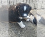 Small #5 Australian Shepherd