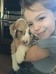 Small Photo #5 Aussiedoodle Puppy For Sale in ODIN, IL, USA
