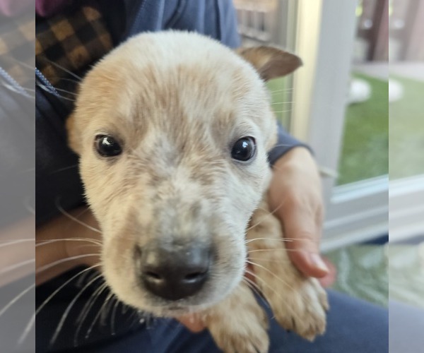 Medium Photo #7 Australian Cattle Dog Puppy For Sale in PUYALLUP, WA, USA