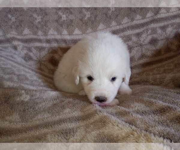 Medium Photo #17 Great Pyrenees Puppy For Sale in SHELBYVILLE, TN, USA
