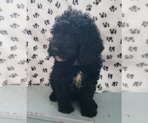 Labradoodle Puppy for sale in EDINA, MO, USA