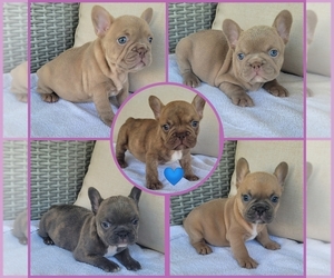 French Bulldog Puppy for sale in LAS VEGAS, NV, USA