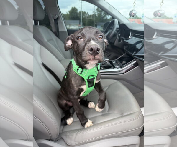Medium Photo #10 American Staffordshire Terrier-Unknown Mix Puppy For Sale in Holly Springs, NC, USA