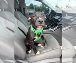 Small #9 American Staffordshire Terrier Mix