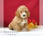 Small #4 Goldendoodle