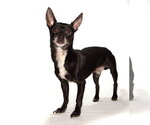 Small #3 Chihuahua