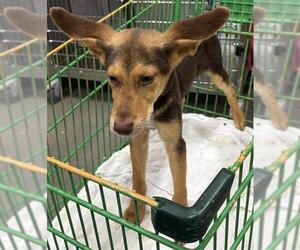 German Shepherd Dog-Unknown Mix Dogs for adoption in Forestville, MD, USA