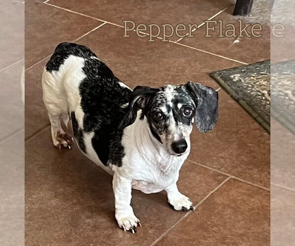 Medium Photo #10 Dachshund Puppy For Sale in San Antonio, TX, USA