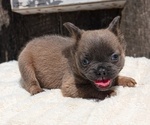 Small Photo #19 French Bulldog Puppy For Sale in GOSHEN, IN, USA