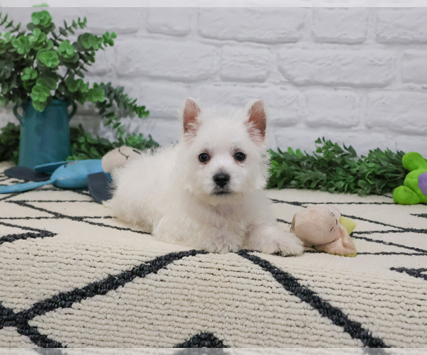 Medium Photo #7 West Highland White Terrier Puppy For Sale in SYRACUSE, IN, USA