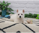 Small #6 West Highland White Terrier