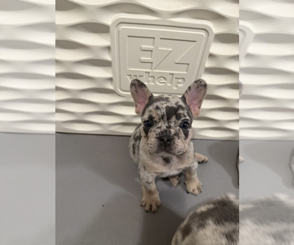Medium Photo #8 French Bulldog Puppy For Sale in BURLINGAME, CA, USA