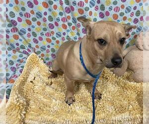 Chihuahua-Unknown Mix Dogs for adoption in Modesto, CA, USA