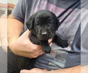 Labrador Retriever Puppy for sale in DEWEY, AZ, USA