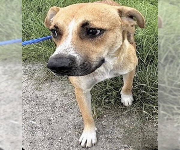 Medium Photo #2 Black Mouth Cur-Unknown Mix Puppy For Sale in Houston, TX, USA