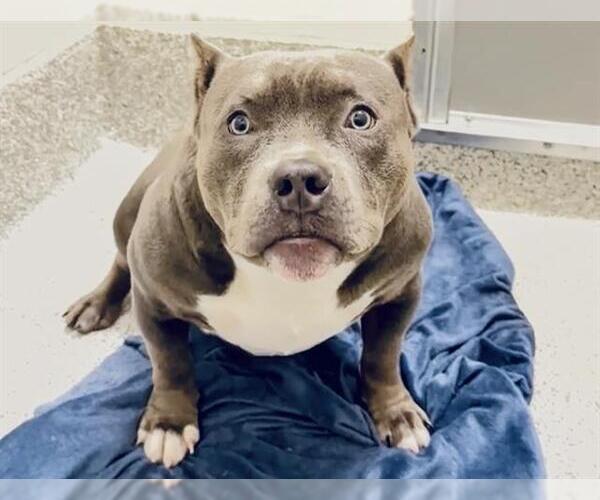 Medium Photo #2 Mutt Puppy For Sale in Houston, TX, USA