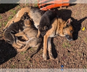 Mother of the German Shepherd Dog puppies born on 04/27/2026