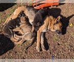 Small Photo #1 German Shepherd Dog Puppy For Sale in lynchburg, VA, USA