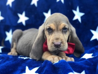 Bloodhound Puppy for sale in EAST EARL, PA, USA