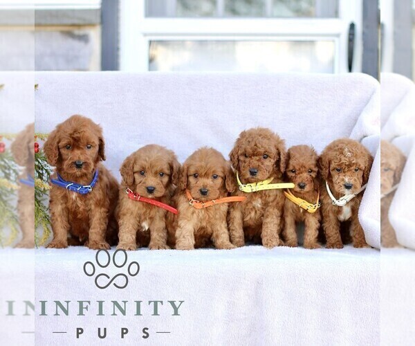 Medium Photo #3 Goldendoodle (Miniature) Puppy For Sale in EPHRATA, PA, USA