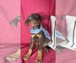 Small Doberman Pinscher