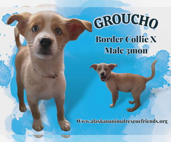 Medium Photo #1 Border Collie-Unknown Mix Puppy For Sale in Anchorage, AK, USA