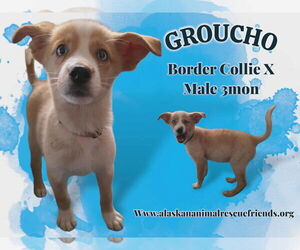 Border Collie-Unknown Mix Dogs for adoption in Anchorage, AK, USA