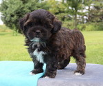 Small Photo #19 ShihPoo Puppy For Sale in THORP, WI, USA