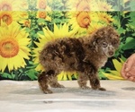 Maurice - Male Poodle (Toy) Puppy for Sale - Photo #17