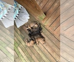 Small Photo #11 American Mastiff Puppy For Sale in ALEXANDRIA, VA, USA