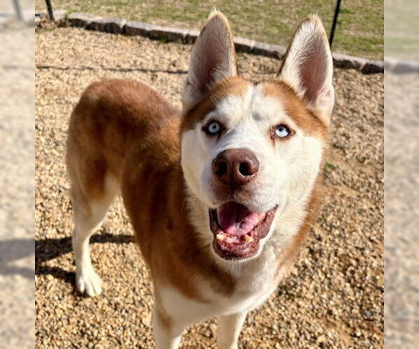 Medium Photo #3 Siberian Husky Puppy For Sale in Omaha, NE, USA