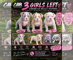 Small American Bully
