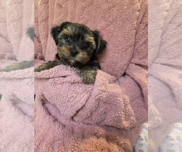 Medium Photo #22 Yorkshire Terrier Puppy For Sale in RHOADESVILLE, VA, USA