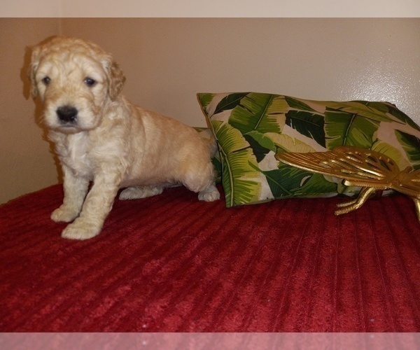 Medium Photo #8 Goldendoodle (Miniature) Puppy For Sale in SUNNYVALE, CA, USA