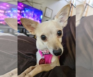 Chihuahua-Unknown Mix Dogs for adoption in Tempe , AZ, USA