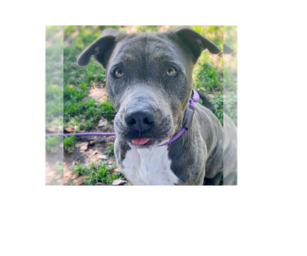 Medium Photo #8 American Pit Bull Terrier-Unknown Mix Puppy For Sale in W Hollywood, CA, USA