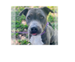 Small #7 American Pit Bull Terrier Mix