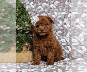 Poodle (Miniature) Puppy for sale in KIRKWOOD, PA, USA