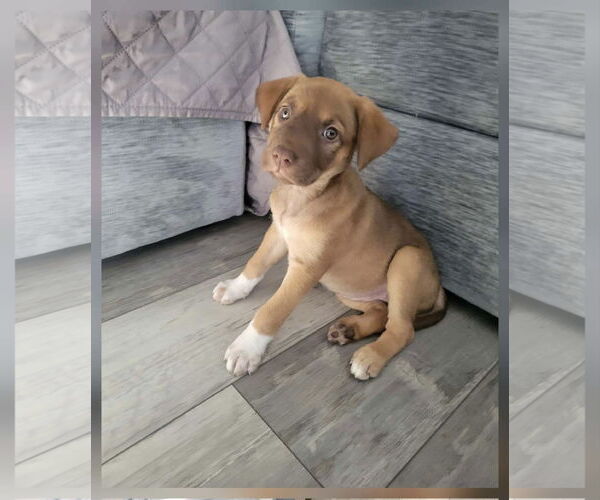 Medium Photo #1 Mutt Puppy For Sale in Hillsboro, MO, USA