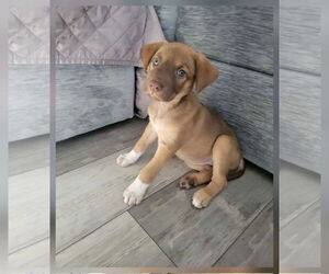 Mutt Dogs for adoption in Hillsboro, MO, USA