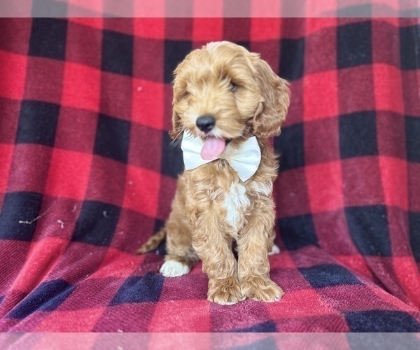 Medium Photo #8 Cock-A-Poo Puppy For Sale in LAKELAND, FL, USA