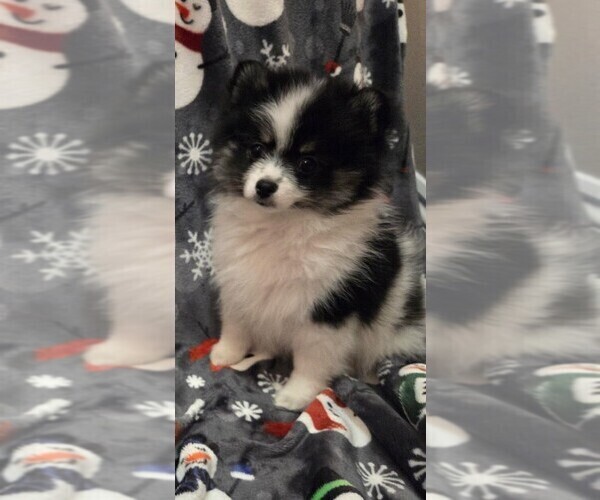 Medium Photo #2 Pomeranian Puppy For Sale in CITRONELLE, AL, USA