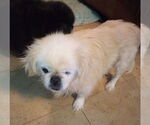 Small Pekingese