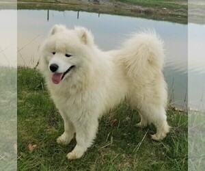 Father of the Samoyed puppies born on 03/12/2020