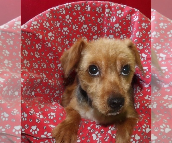 Medium Photo #2 Yorkshire Terrier Puppy For Sale in PATERSON, NJ, USA