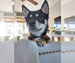 Small #3 Shiba Inu