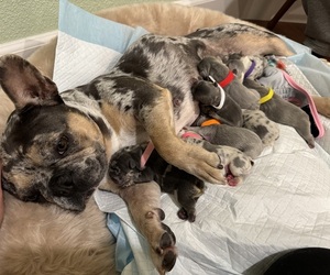 French Bulldog Litter for sale in PLEASANTON, CA, USA
