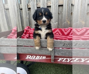 Bernedoodle Puppy for sale in LAMBERTVILLE, MI, USA