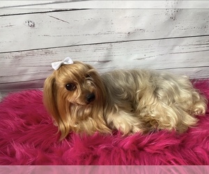 Mother of the Yorkshire Terrier puppies born on 08/02/2026