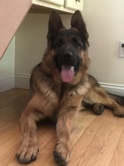 Father of the German Shepherd Dog puppies born on 07/15/2018